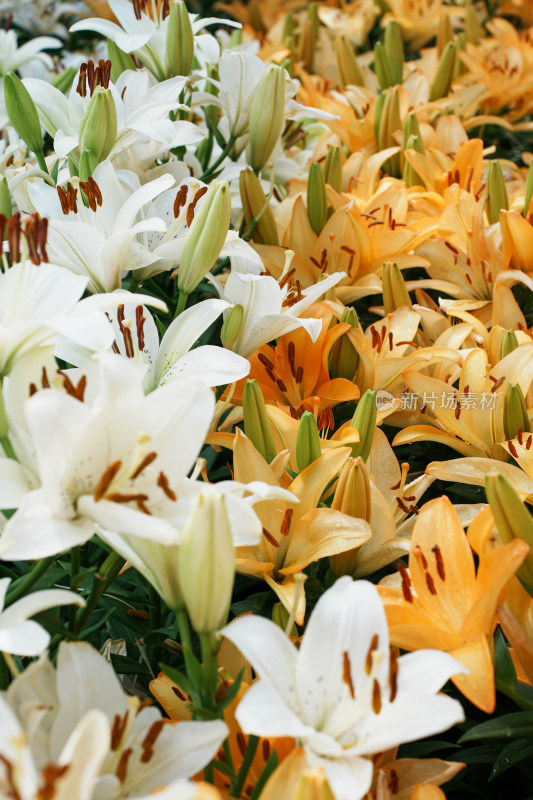 北京花乡公园百合花