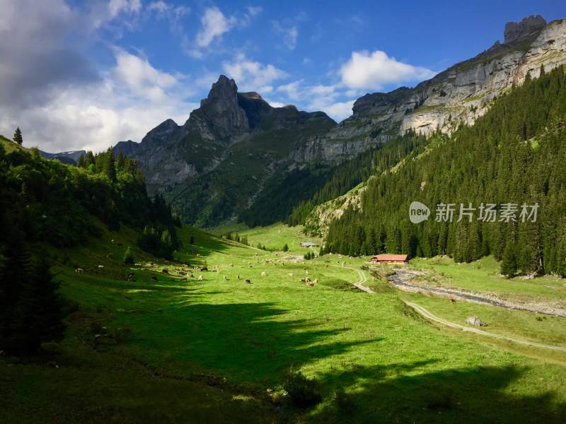 草地蓝天白云绿色草场