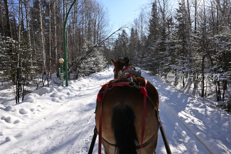 雪林中小道上的马拉车景象