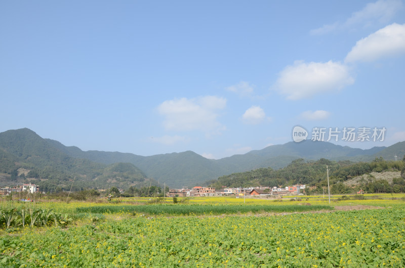 春天盛开的油菜花田