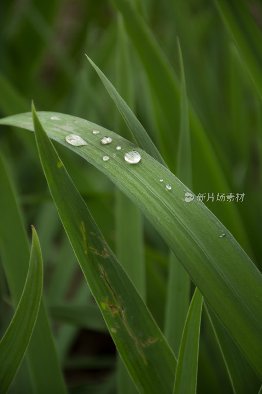 夏天雨后露珠在绿色植物上