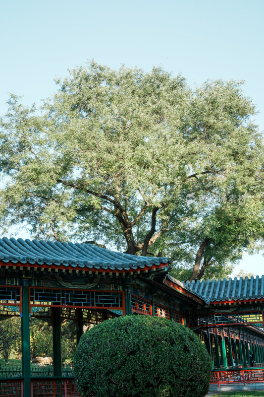 北京地坛公园秋季树林风景