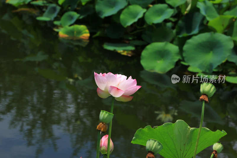 盛开的粉色荷花与周围绿叶的景象