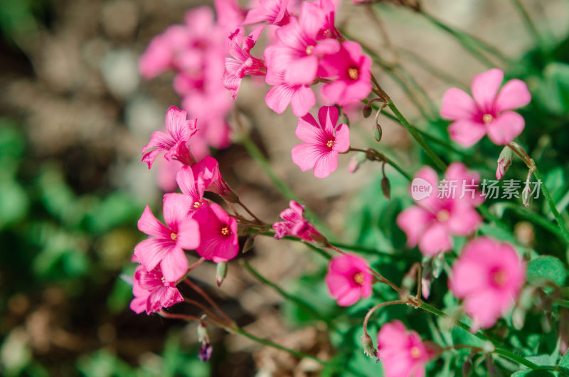 粉色小花特写