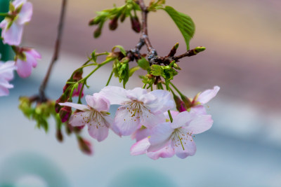 枝头盛开的粉色樱花特写