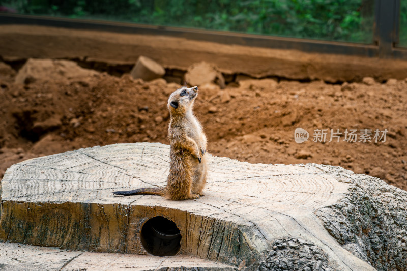 非洲野生动物狐獴细尾獴仰望天空