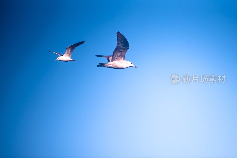 蓝天中飞翔海鸥