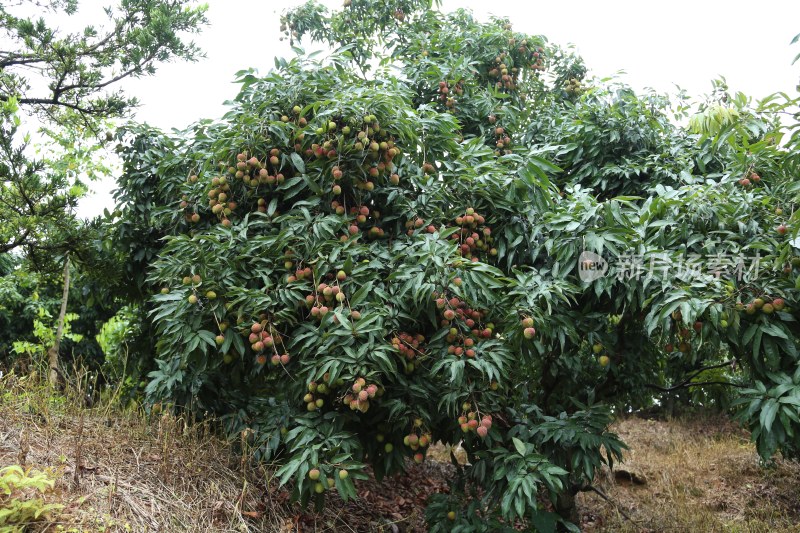 荔枝园里的荔枝树