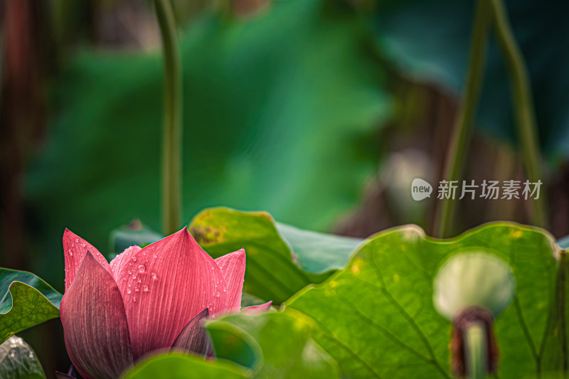 雨后荷花上的水珠