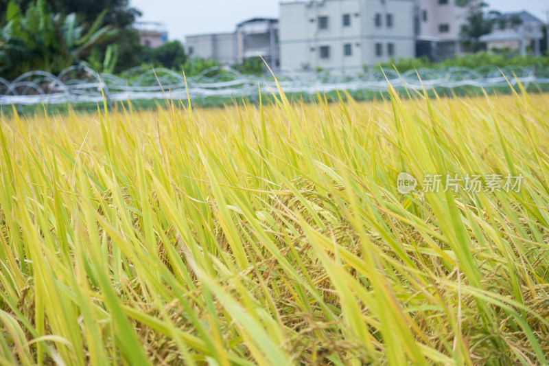 风吹稻香，秋季丰收时节农村里金黄的稻田