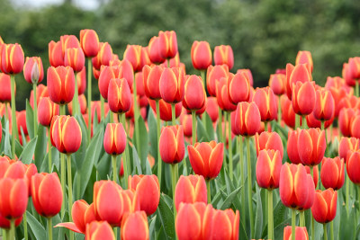 郁金香花海