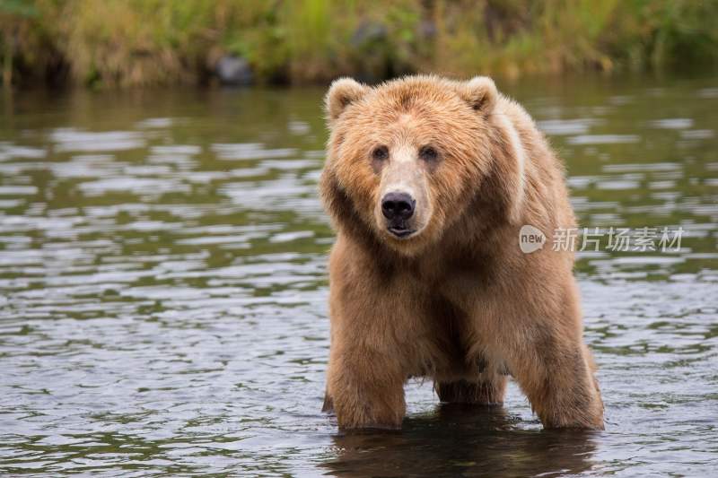 野生动物棕熊北极熊