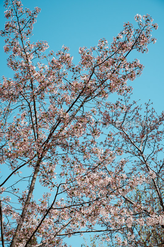 北京玉渊潭公园樱花节樱花树樱花