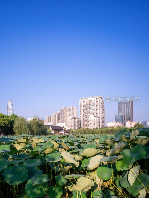 城市中绿叶繁茂的大片荷塘风景