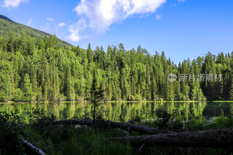 新疆阿勒泰喀纳斯森林河流自然风景旅游