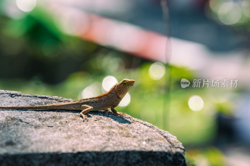 泰国清迈户外野生蜥蜴