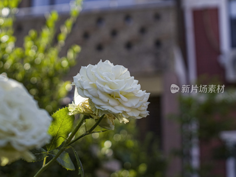 夏季花朵特写