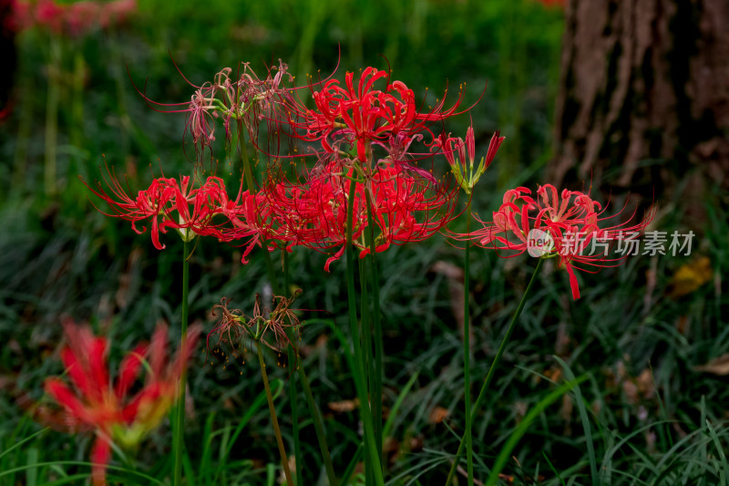 草丛中，盛开的彼岸花特写