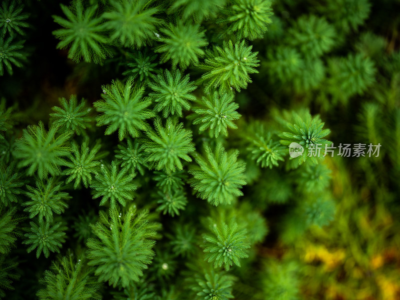 草地植物