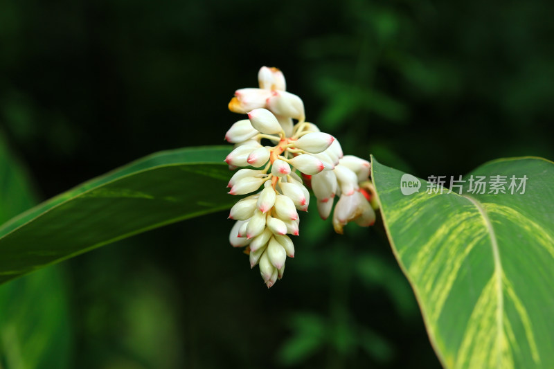 羞涩矜持的艳山姜花