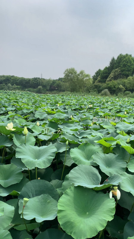 盛夏的荷花池