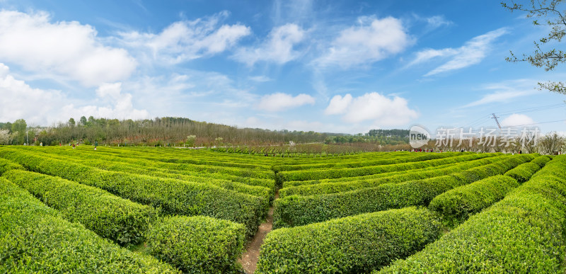 茶园茶山