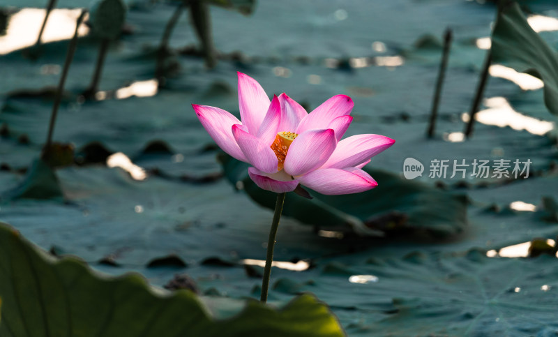 二十四节气夏至池塘盛开的荷花