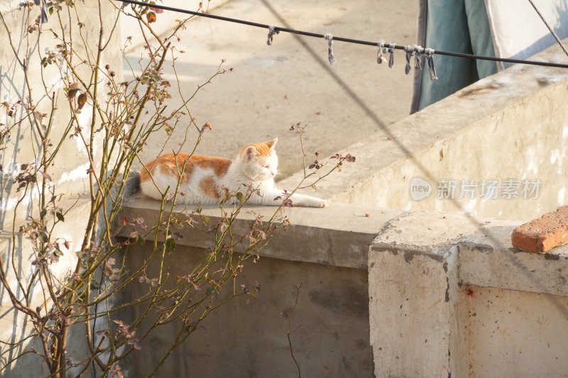 户外石台上慵懒休憩的花猫