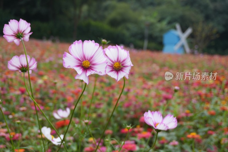 百日菊花海及特写