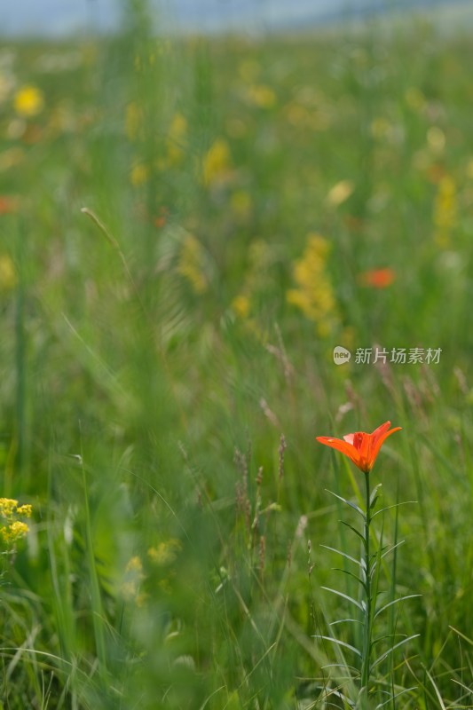 田野中绽放的红色花朵