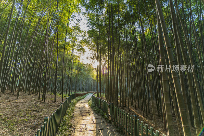 浙江杭州植物园自然风光