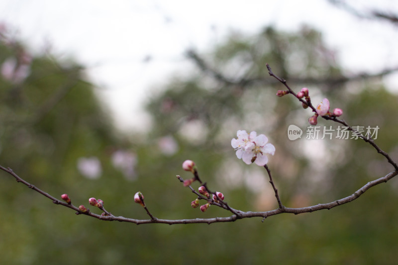 杭州白塔公园的樱花特写素材