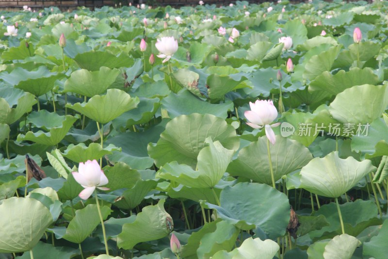 广东省东莞市桥头镇莲湖风景区