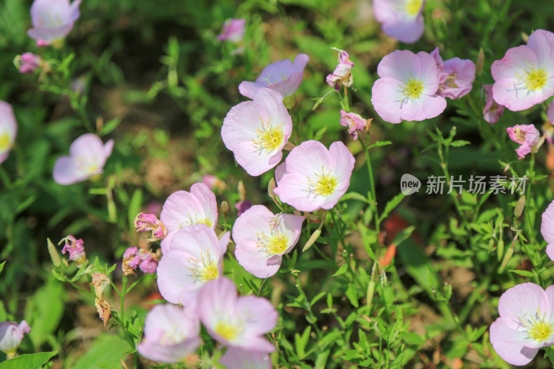 阳光下美丽的格桑花