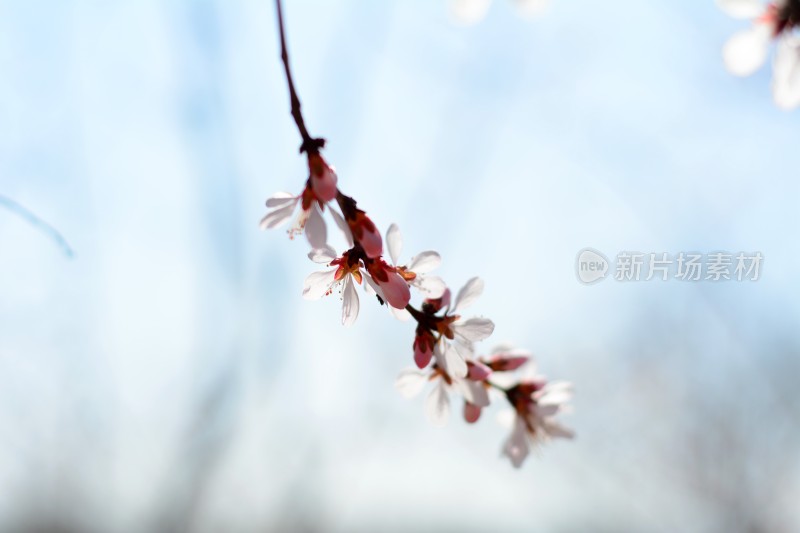 桃花花苞花蕊