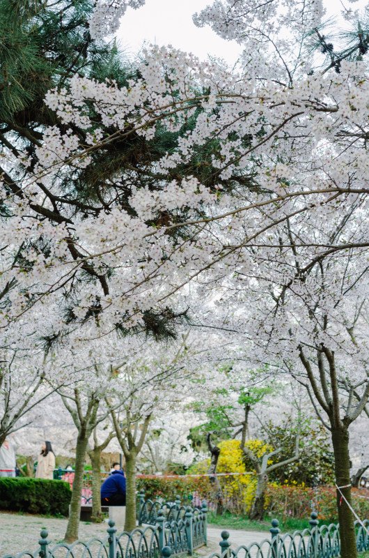 青岛中山公园的樱花盛开了