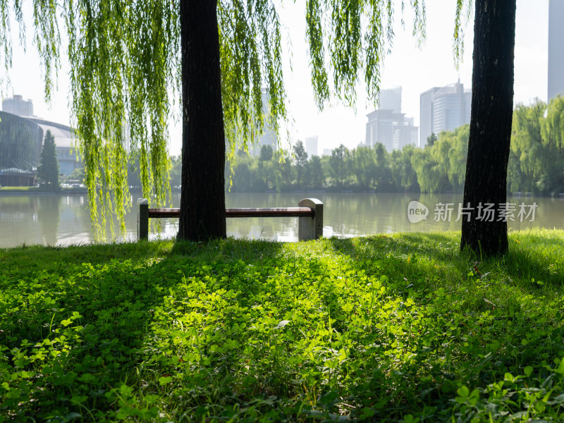 清晨公园阳光照射绿色草地