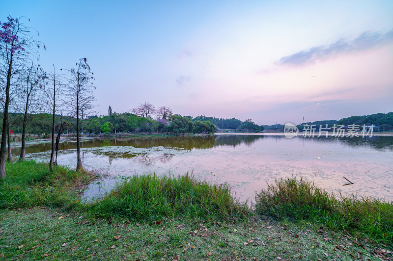 广州番禺大学城中心湖绿色草地树林湖景风光