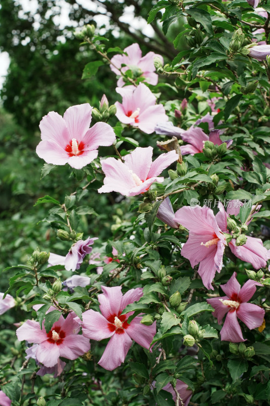 北京圆明园木槿花