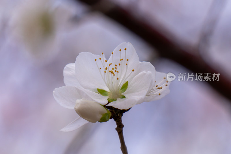 白色桃花特写展现花朵的美丽与细节