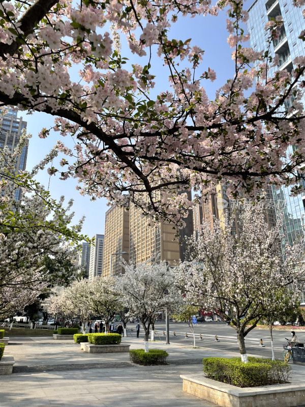 春日都市里的樱花盛景