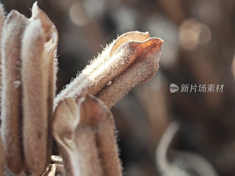 枯萎植物特写尽显秋日萧瑟之态