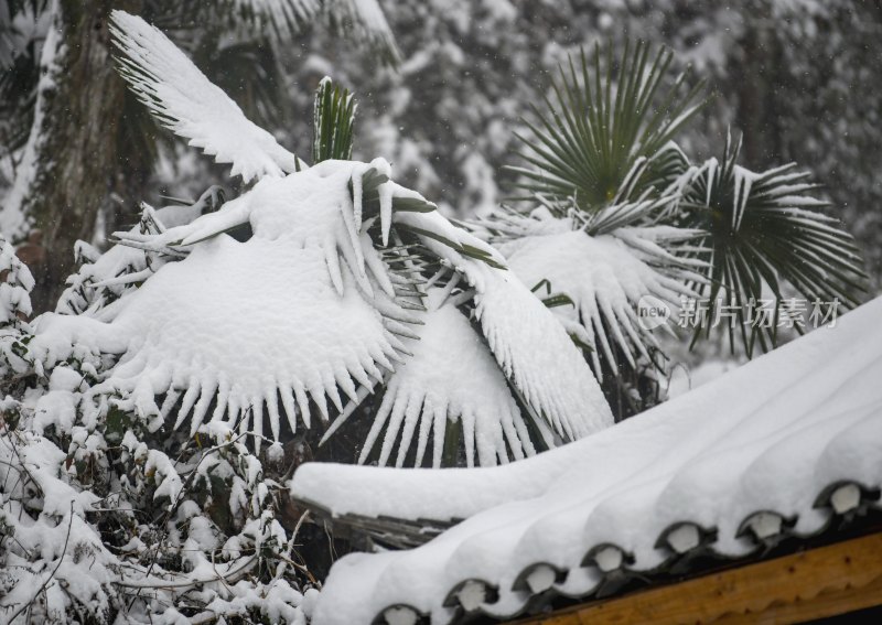 重庆酉阳：千氹田边飞白雪