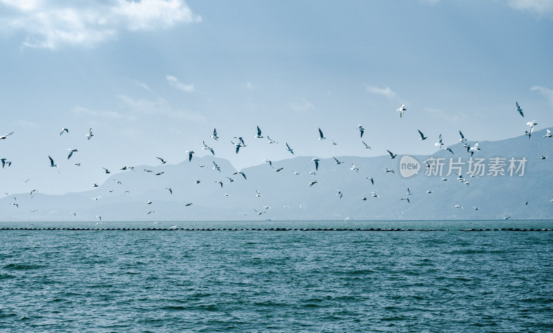 昆明滇池海鸥