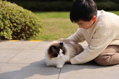 一个小男孩与宠物猫互动的温馨场景