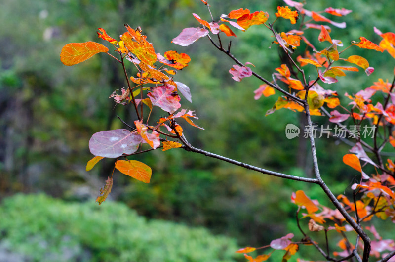 河南省洛阳白云山九龙潭秋天风景