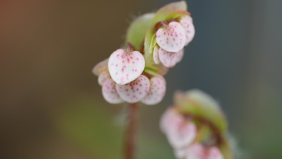 微距粉色带斑点植物花卉