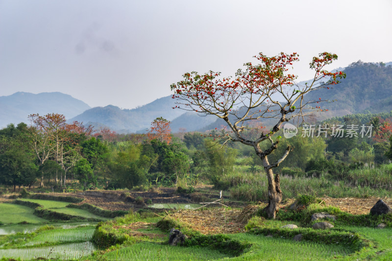 昌江木棉花稻田风景