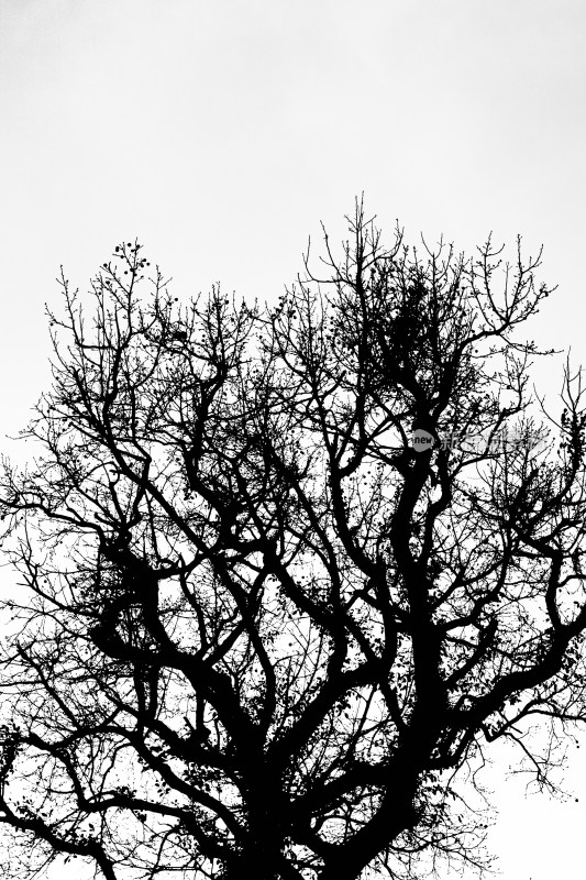 枯树枝黑白天空