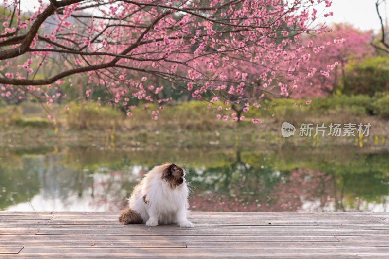 一只湖边梅花树下的海豹双色布偶猫